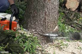 Tree and Shrub Care in Harleysville, PA