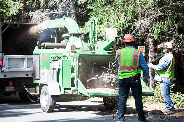 Trusted Harleysville, PA Tree Care Experts