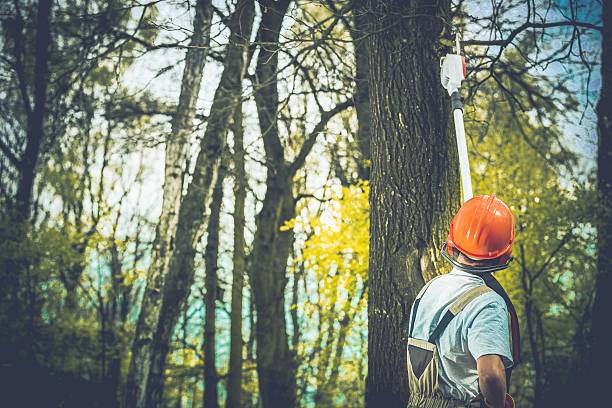 How Our Tree Care Process Works  in  Harleysville, PA
